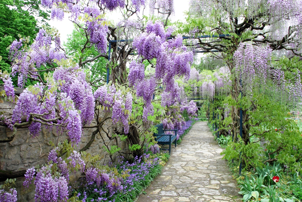 Цветущее дерево в парке