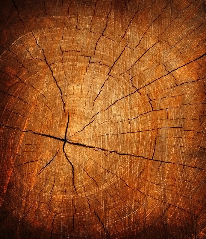 Срез дерева