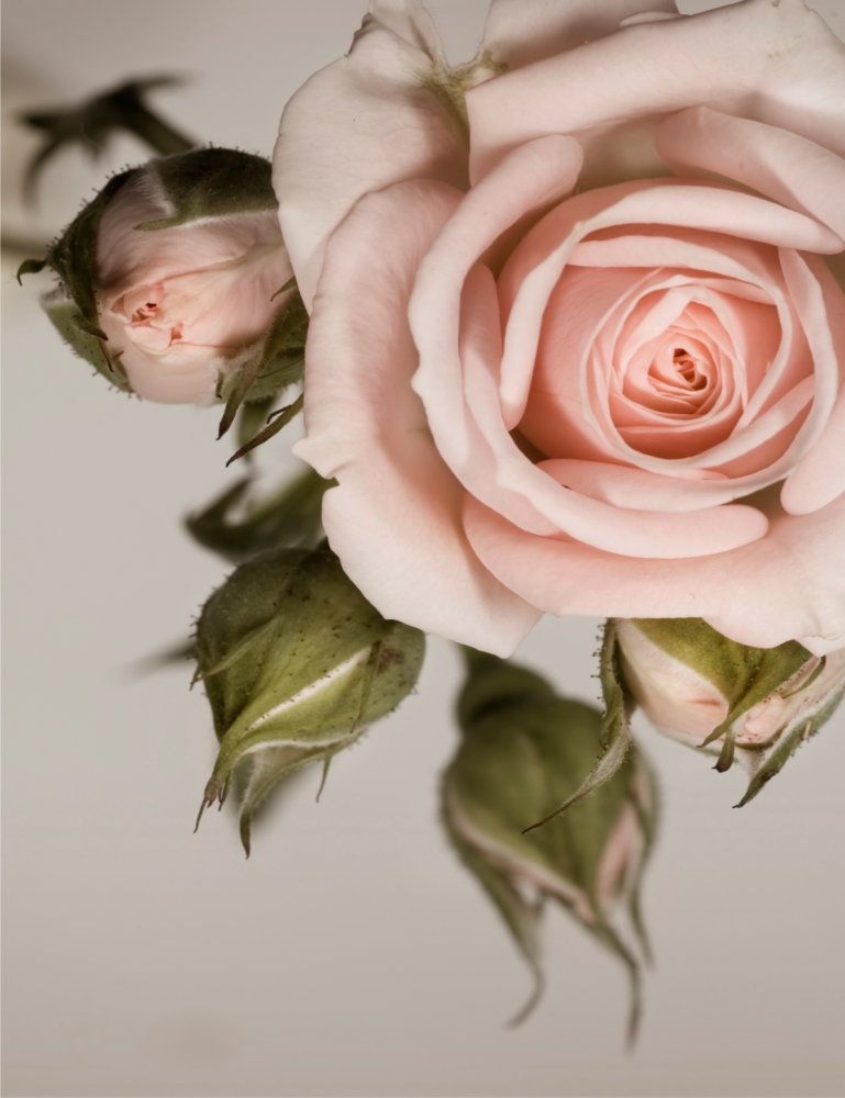 Нежная роза 1