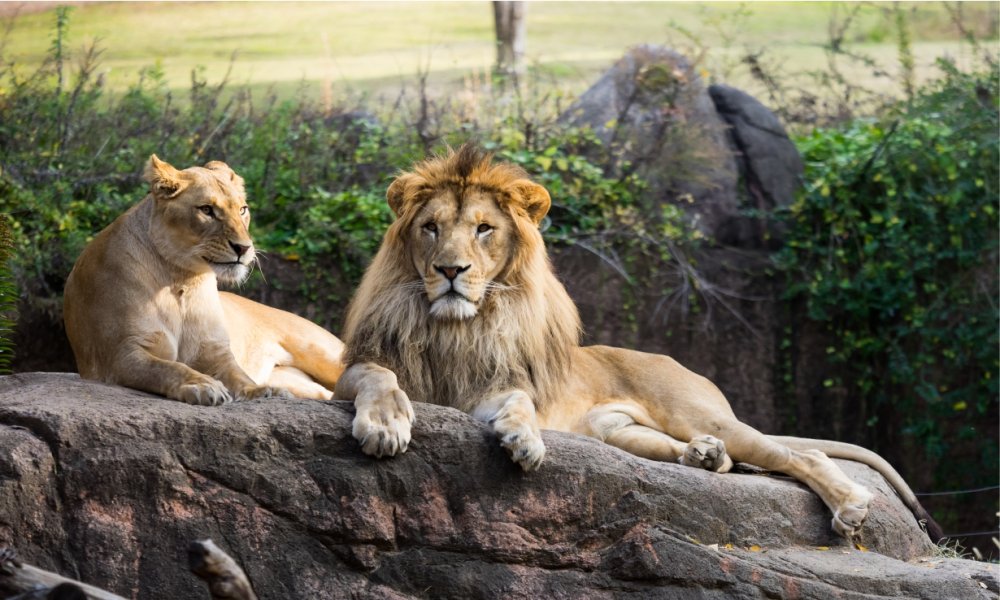 Лев и львица