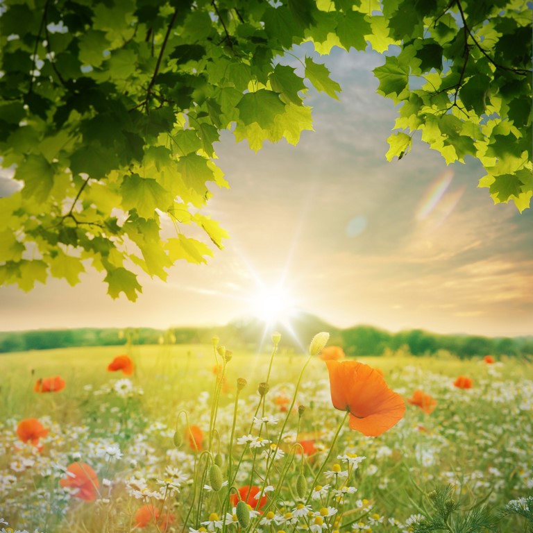 Поле с маками