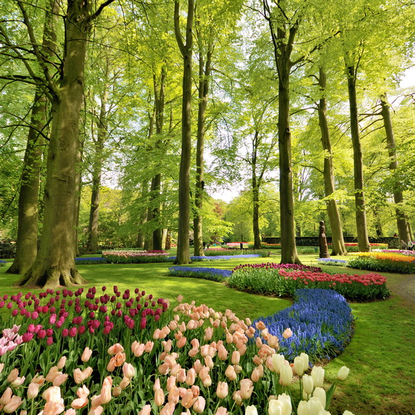 парк с тюльпанами
