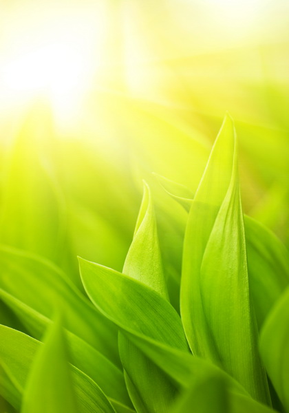 Зеленая трава