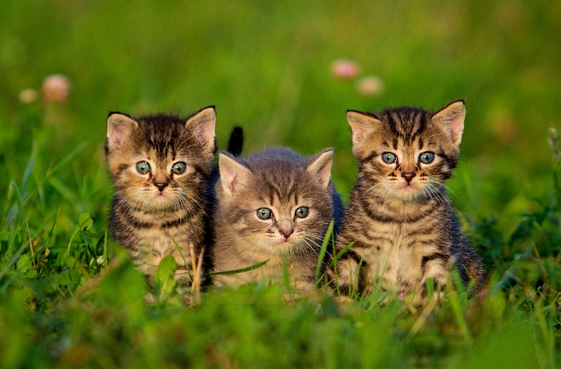 Котята 4
