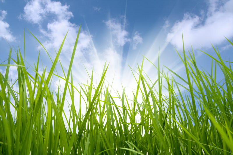 Трава на фоне неба