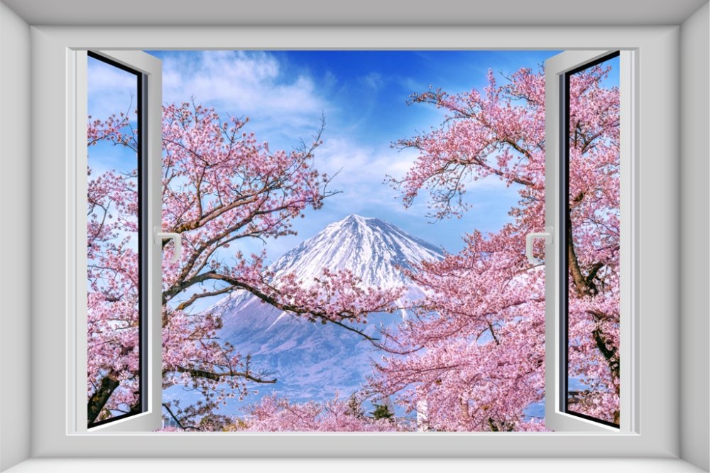 Вид из окна на сакуру