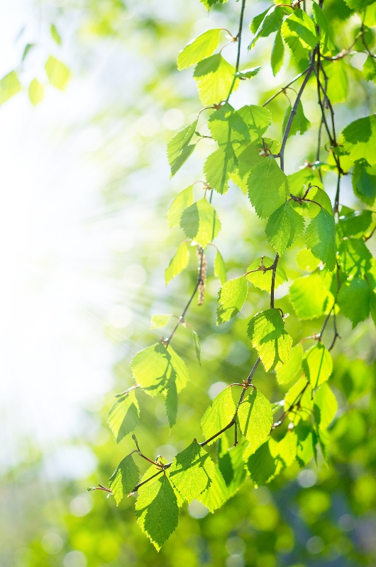  Листья березы