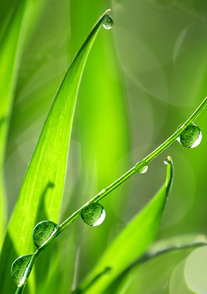 Капли воды на листьях 1