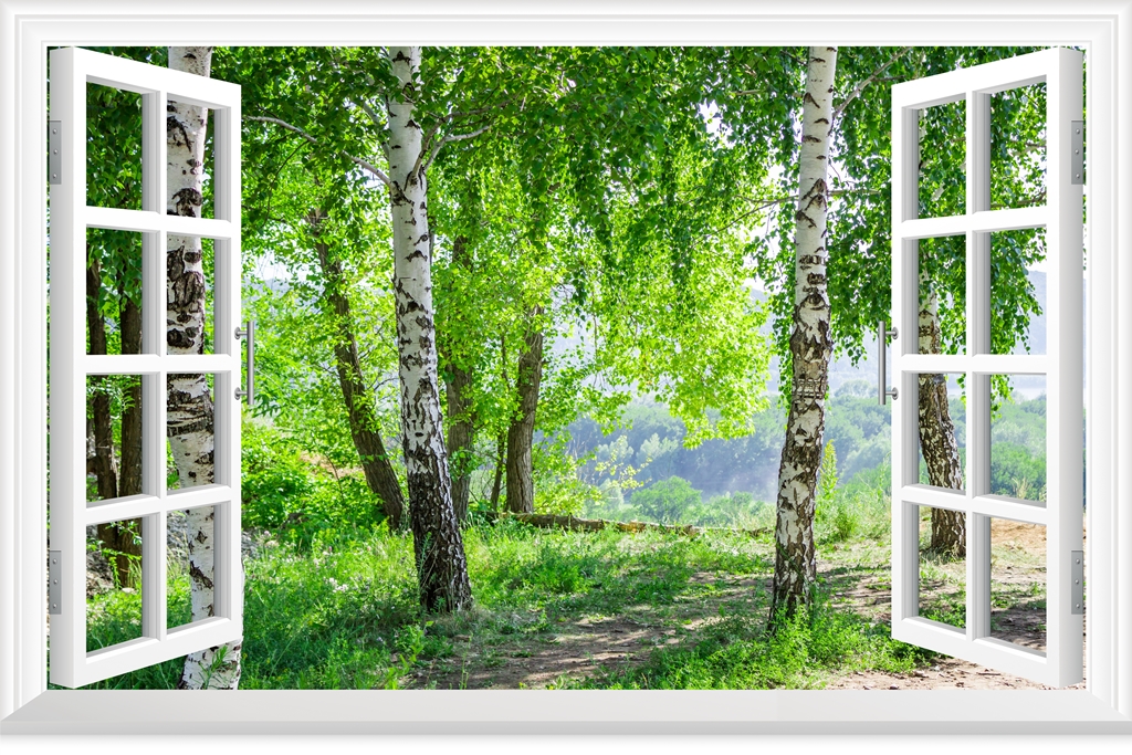 Вид из окна березовая роща