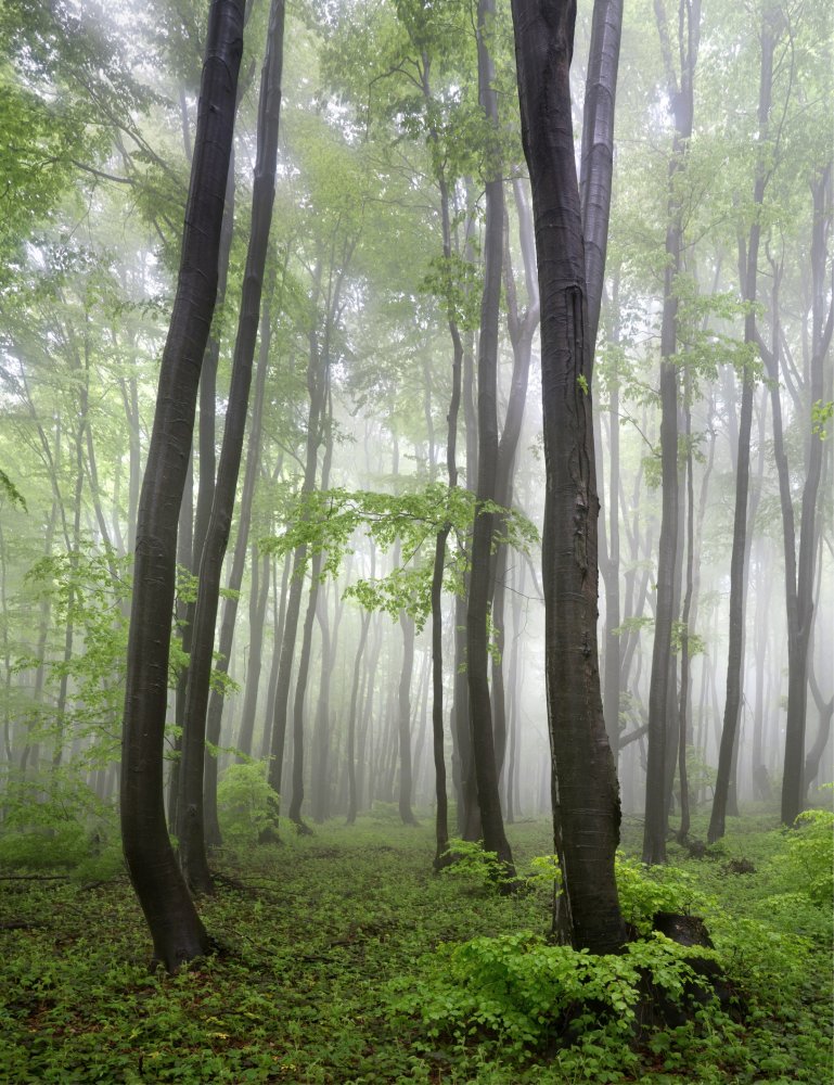 Лес в тумане 8