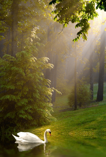 Белый лебедь