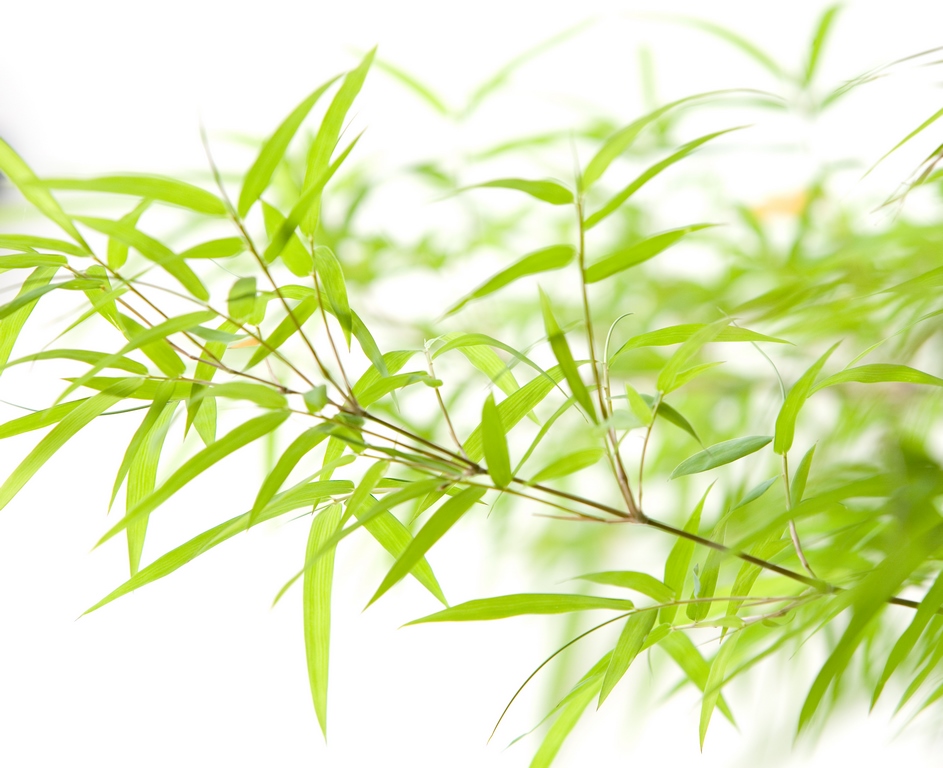 Бамбук 5
