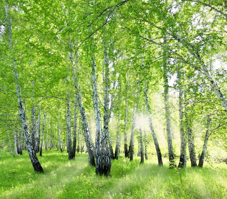 Березы 3