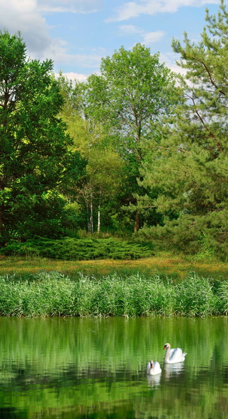 Пруд с лебедями 1