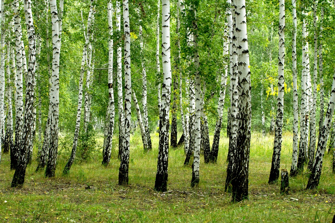 Березы, роща 1