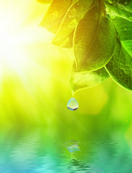 Листья над водой