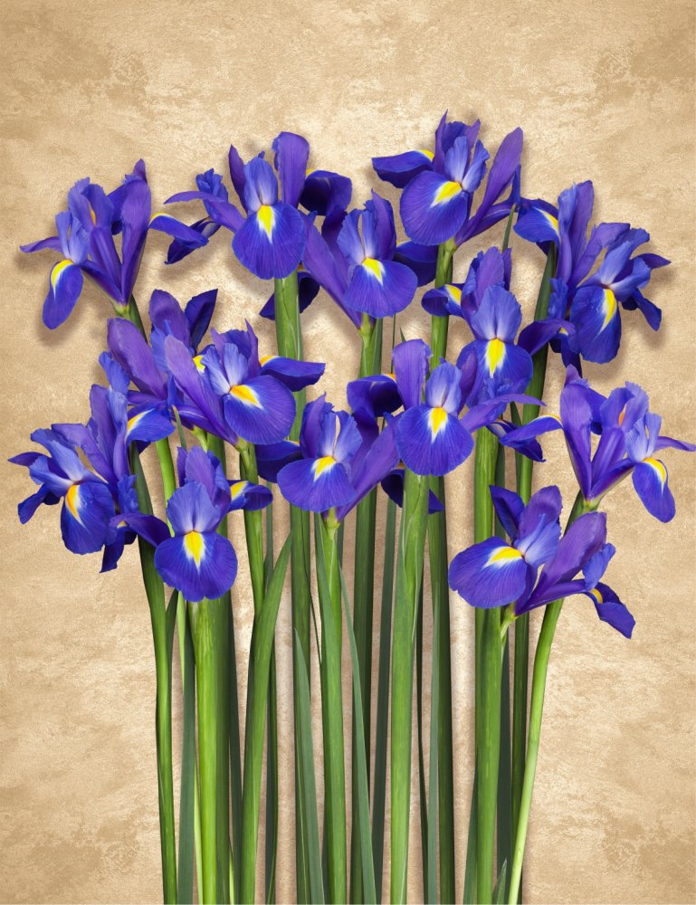 Ирисы 1