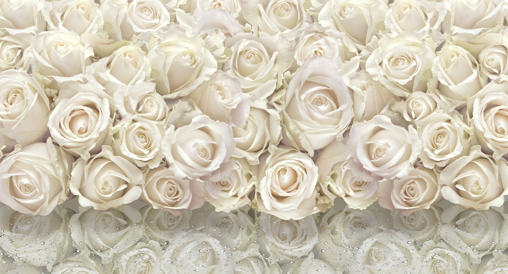 Белые розы 4