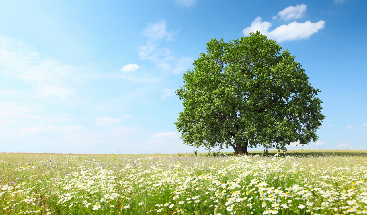 Дерево и ромашки