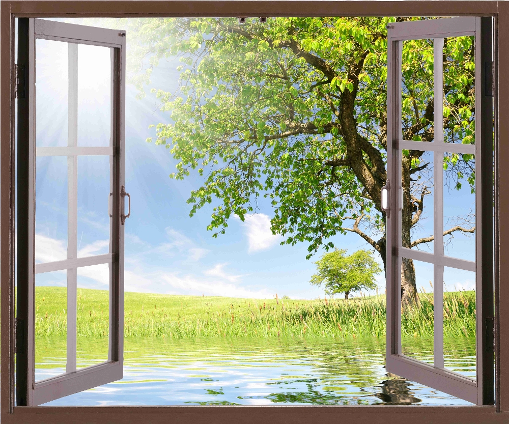 Вид из окна на дерево