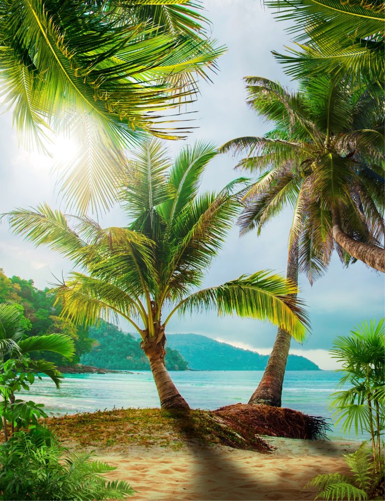 Пляж с пальмами 13