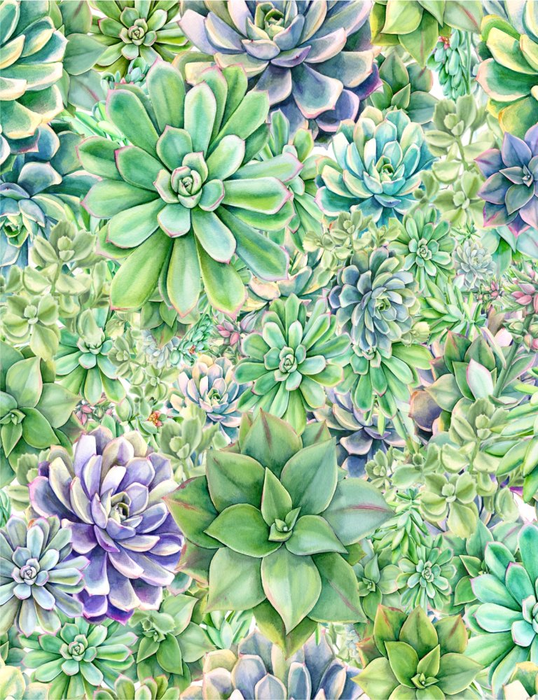 Суккуленты 1