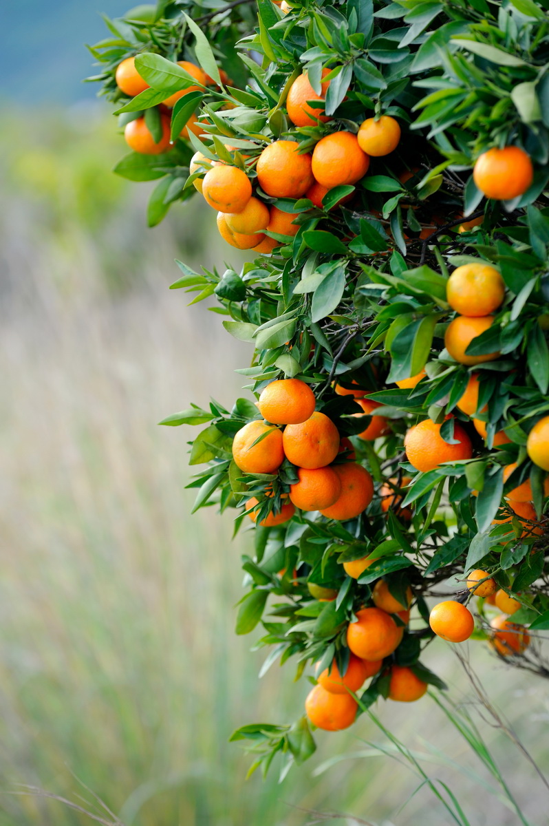 Мандариновое дерево