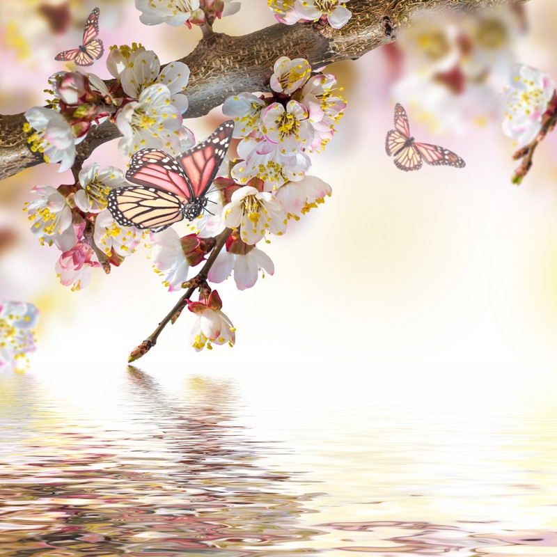 Цветущая ветка и бабочки