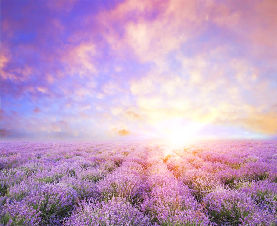 Лавандовые поля, закат