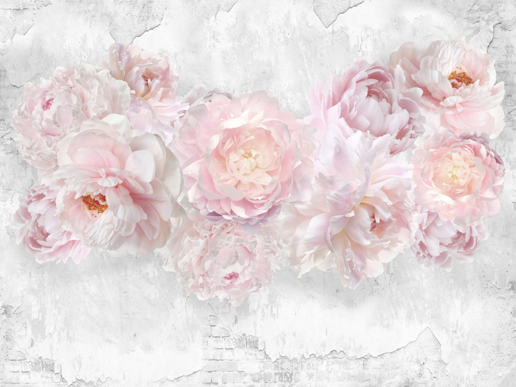 Розовые пионы на фоне бетонной стены 1