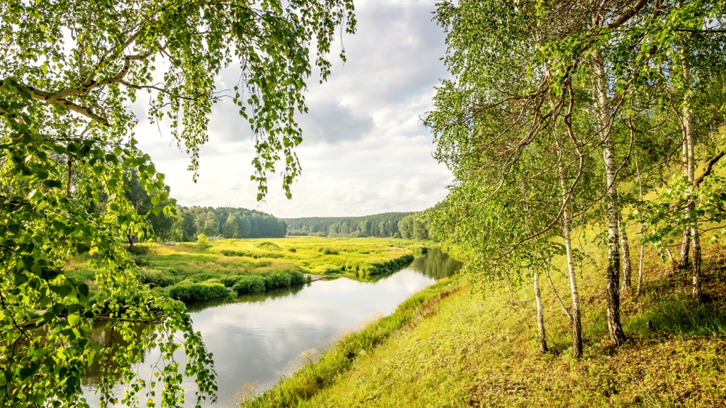 Пейзаж с березами