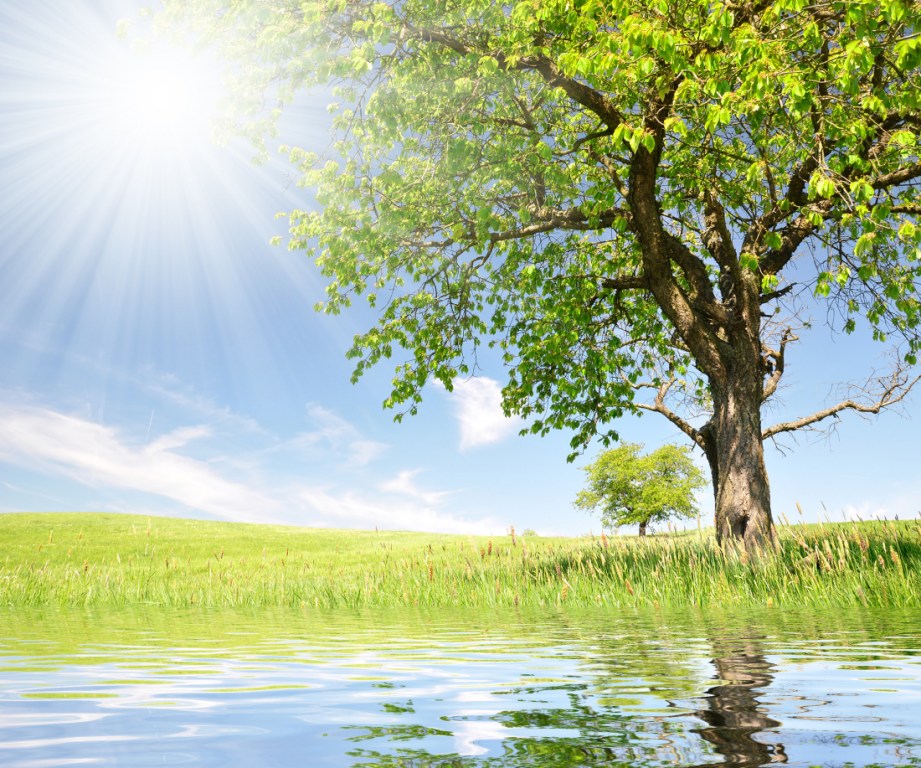 Дерево у воды