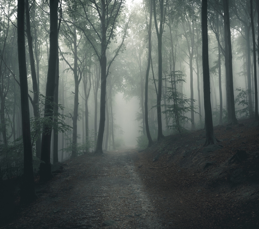 Лес в тумане 9