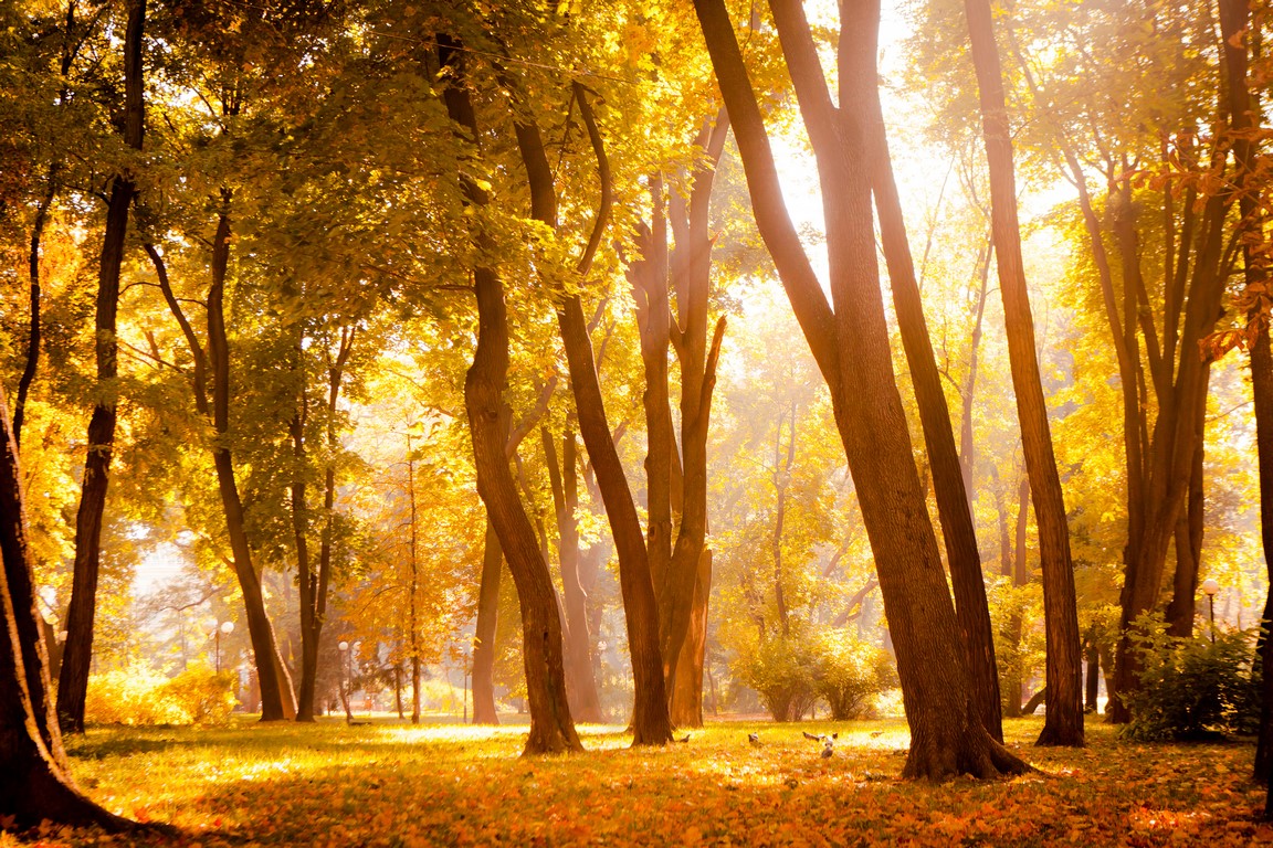 Осенний парк