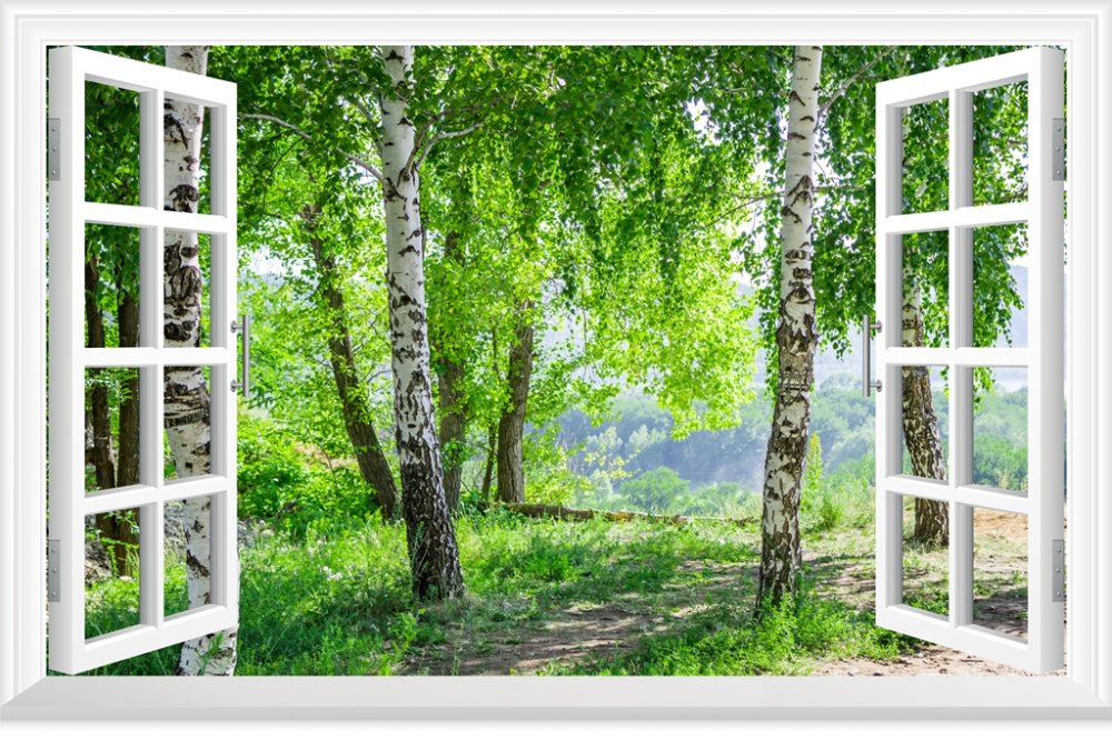 Вид из окна на березовую рощу