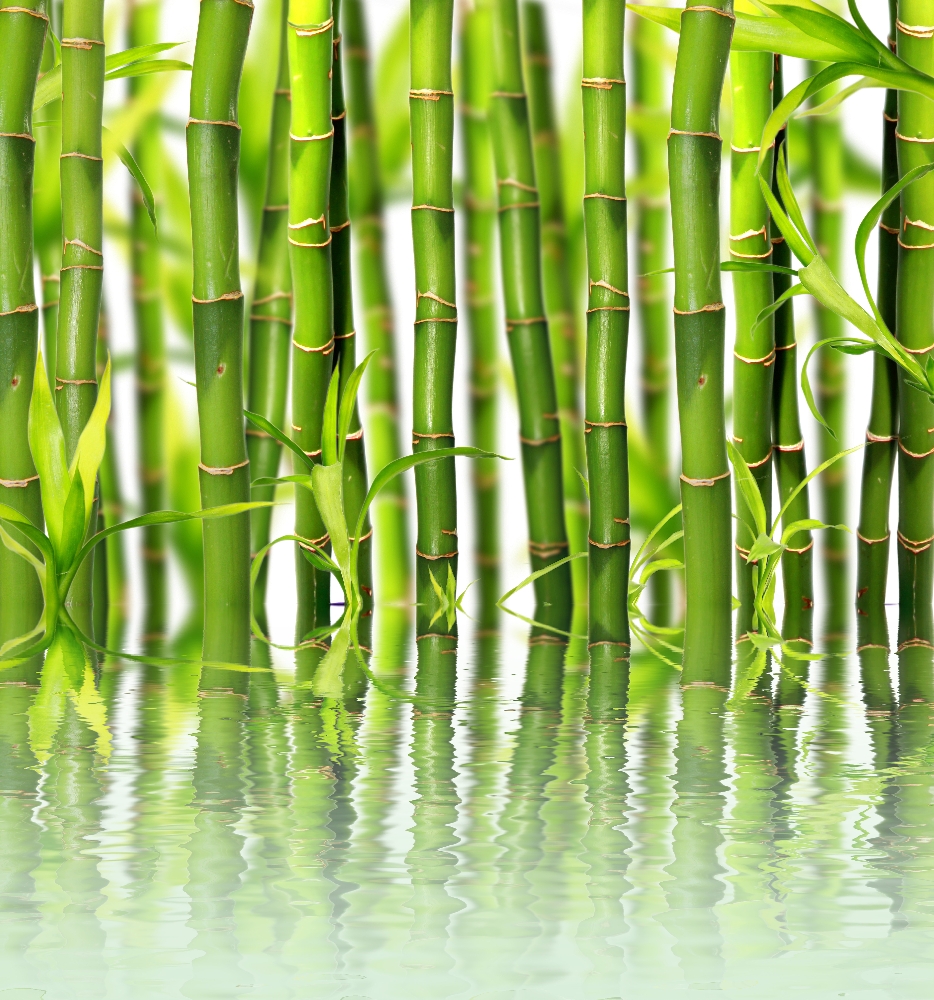 Бамбук над водой