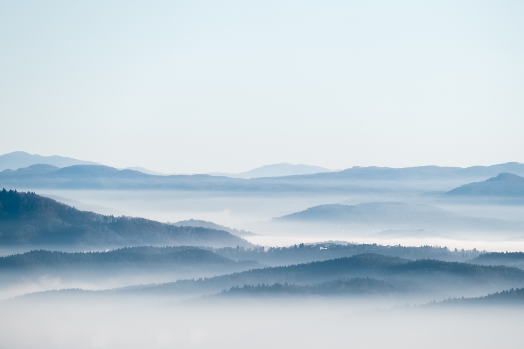 Лес в тумане 1