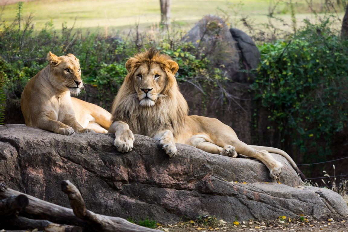 Лев и львица 2