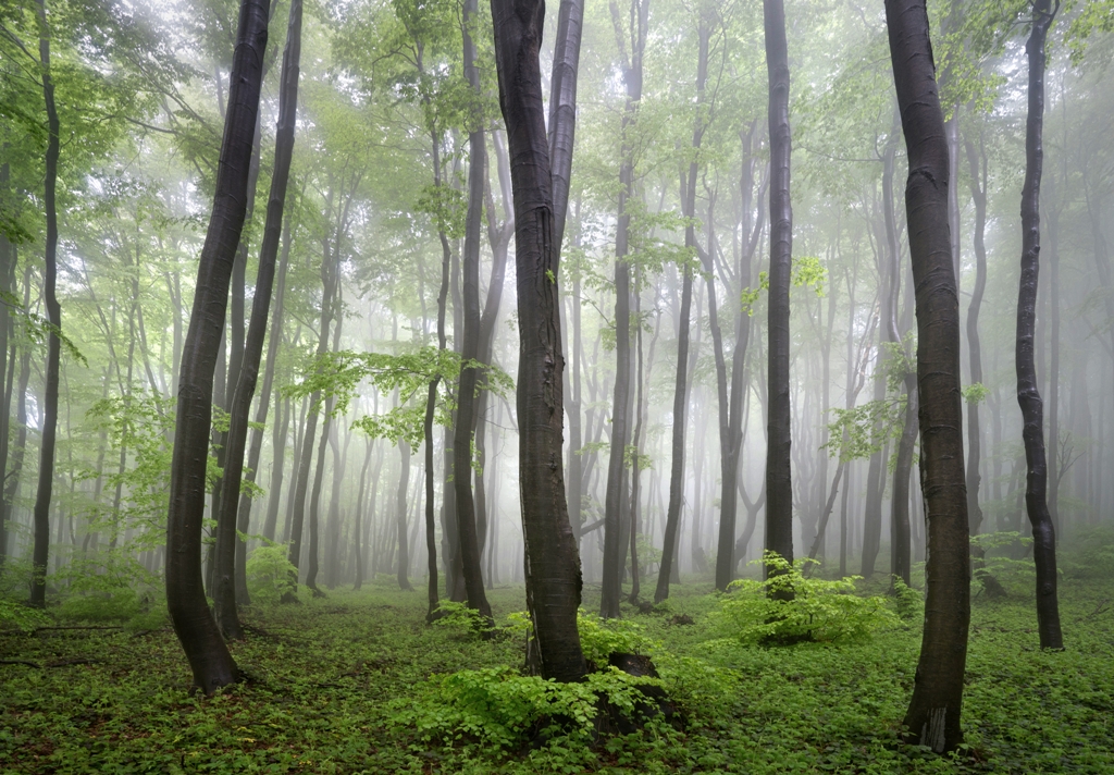 Лес в тумане 8