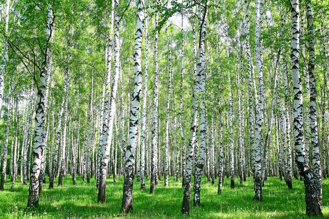 Березы, роща