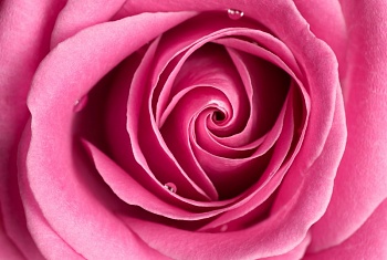 Роза крупным планом