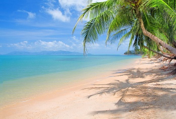 Пляж с пальмами 14