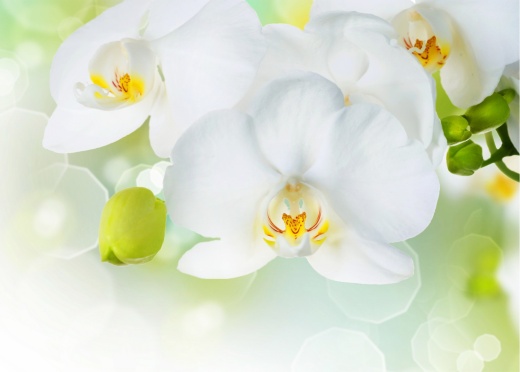 Белые орхидеи