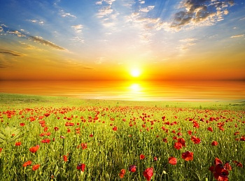 Маковое поле на закате