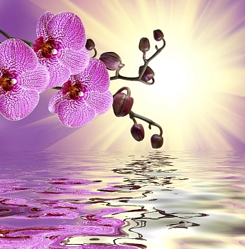 Орхидея над водой 4