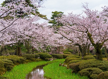 Парк с сакурой 1