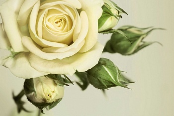 Нежная роза 3