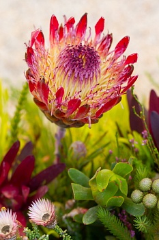 Экзотический цветок