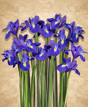 Ирисы 5