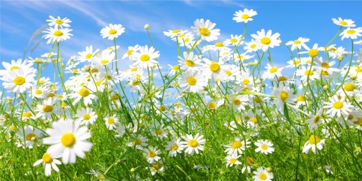 Ромашки